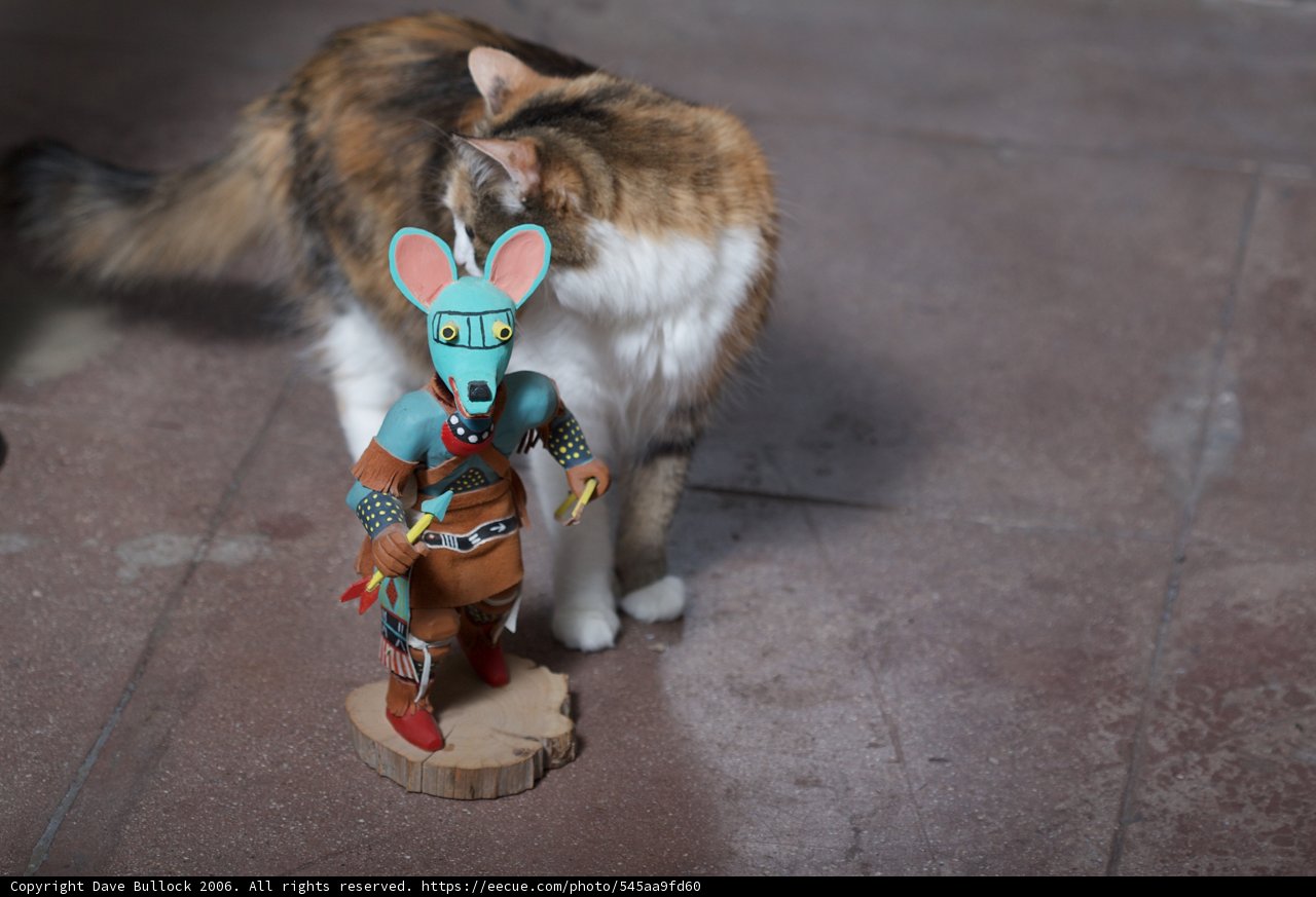 Feline Fun