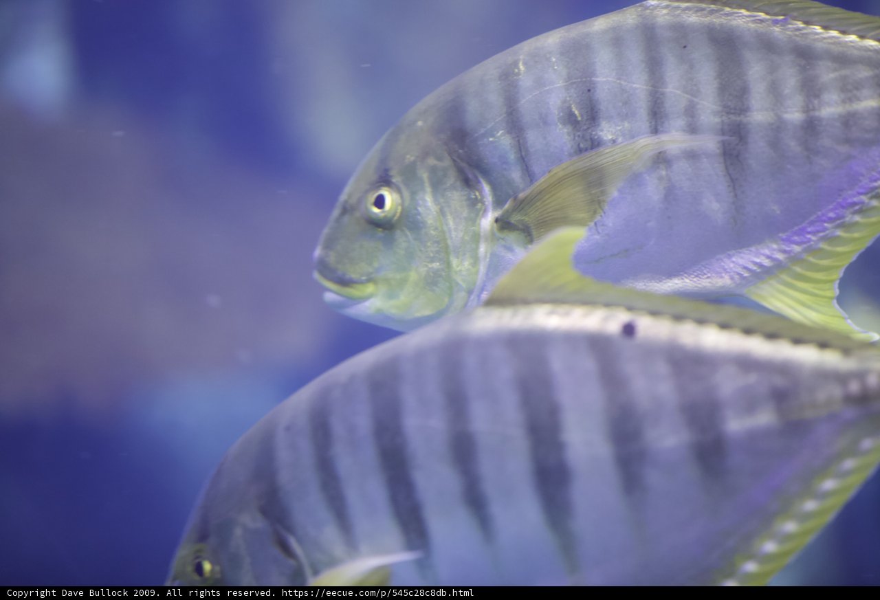 Underwater Wonders