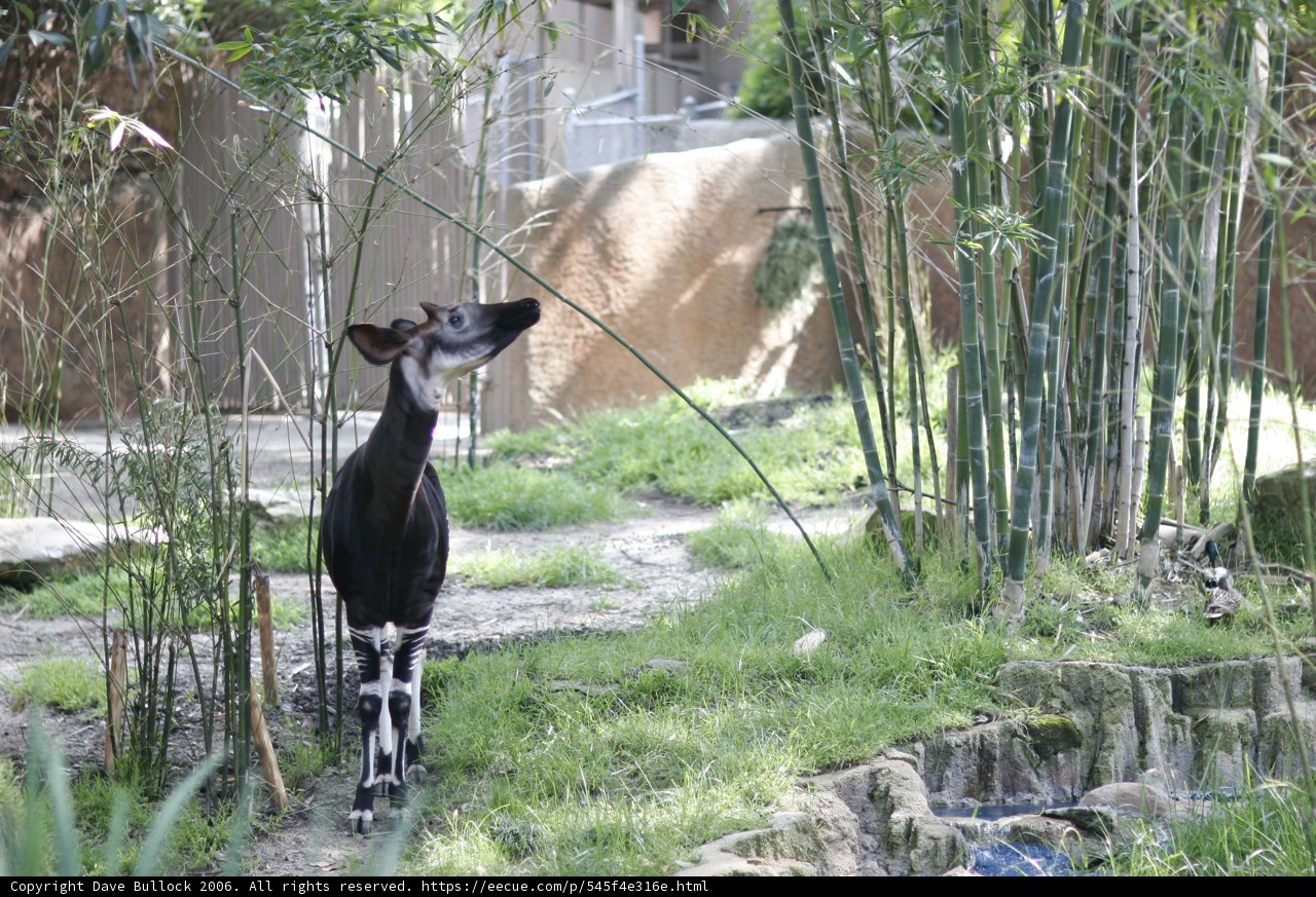 Majestic Impala in the Wild