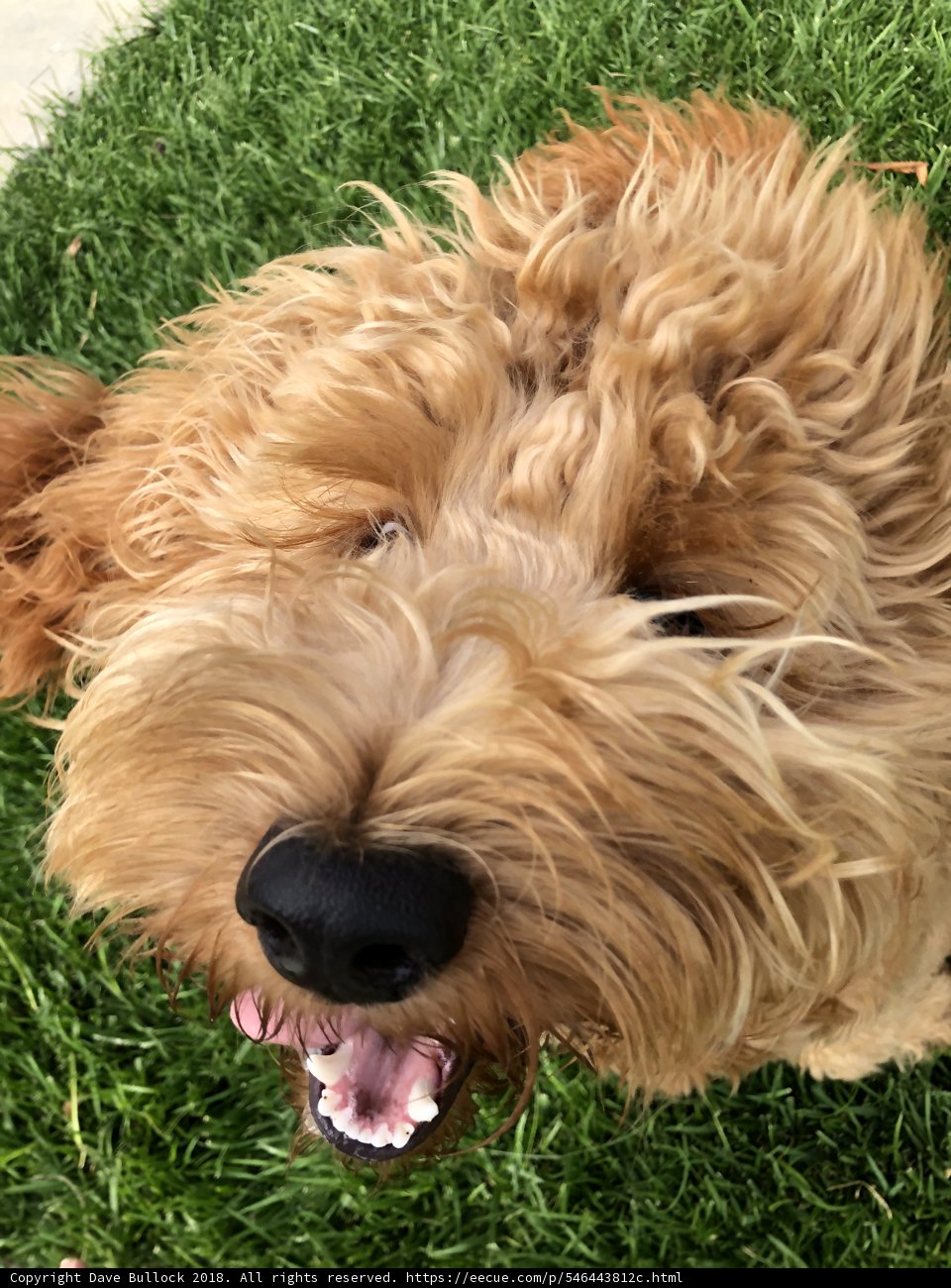 Curly Haired Canine in the Grass