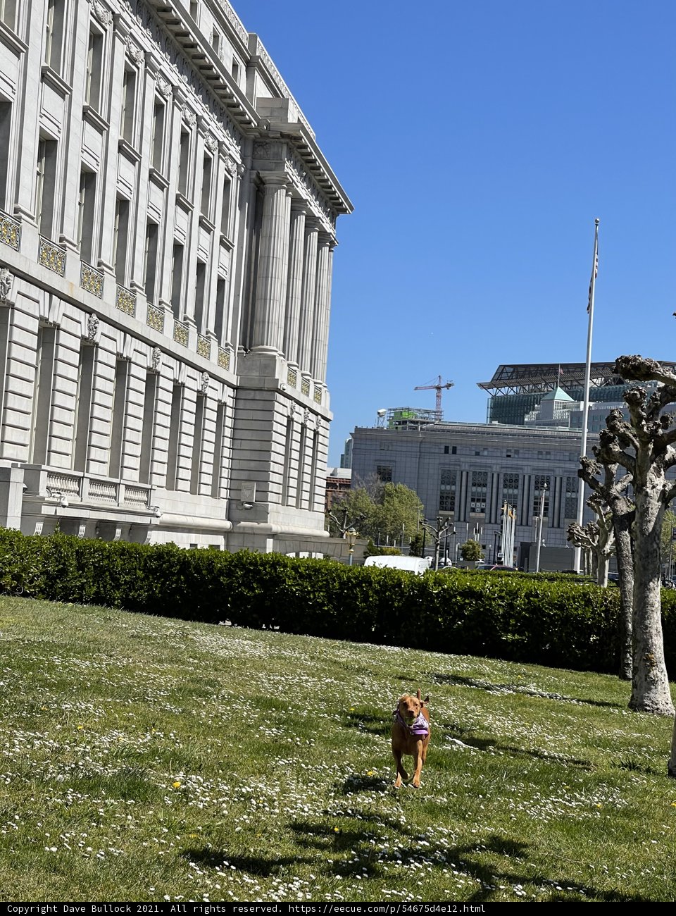 Running Free at San Francisco City Hall