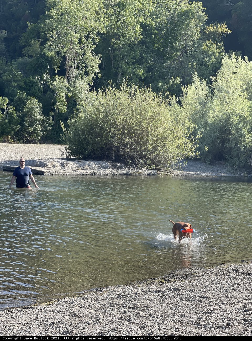 Man and Dog Enjoying a Summer Swim at Monte Rio Beach