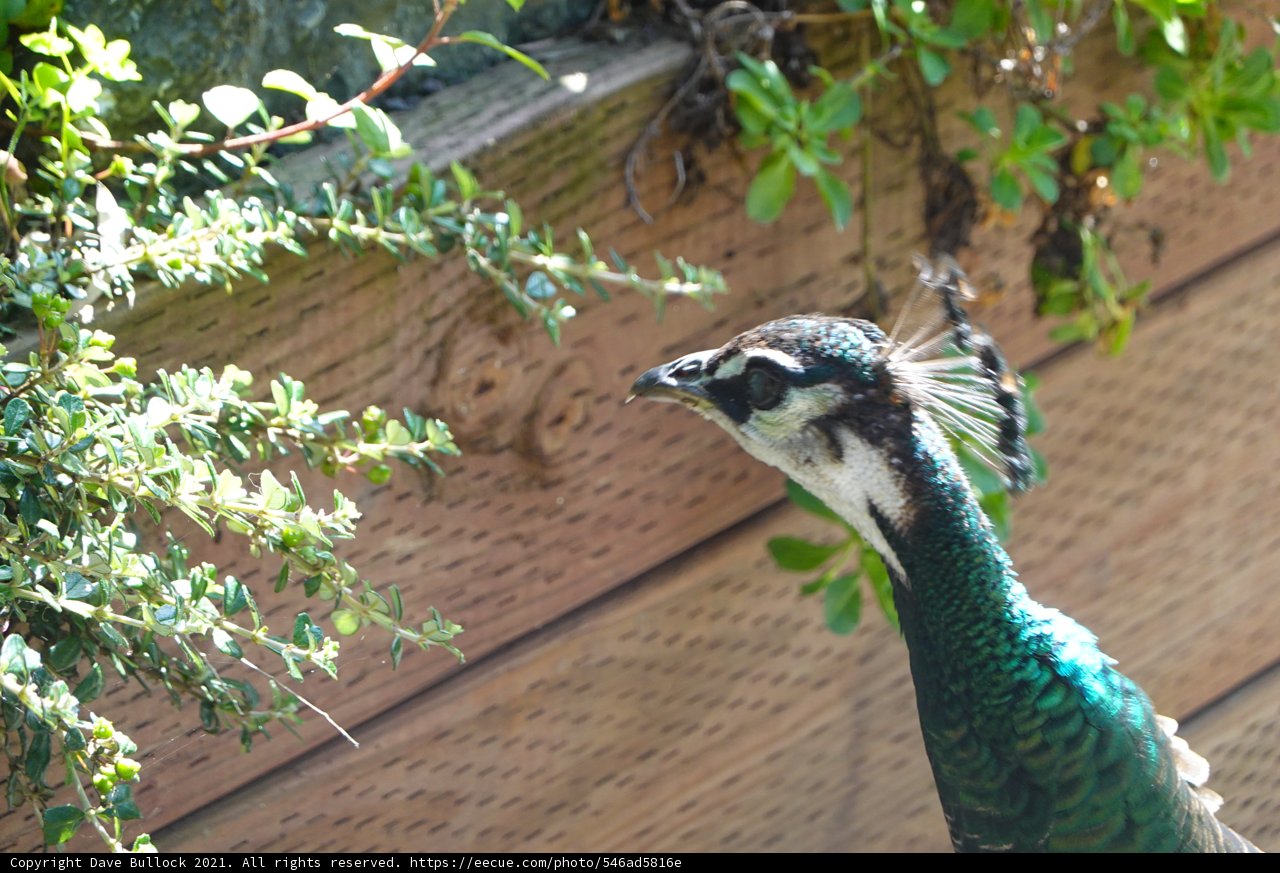 Proud Peacock on Wooden Fence
