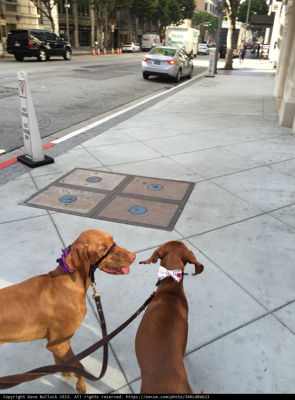 Two Dogs Take a Stroll on the Sidewalk