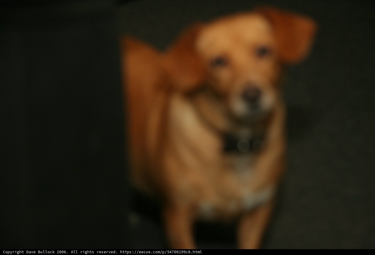 Inquisitive Puppy