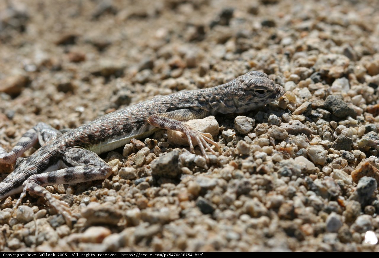 Sunkissed Lizard