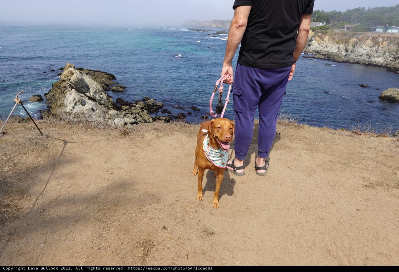Coastal Dog Walk on Scenic Cliffs