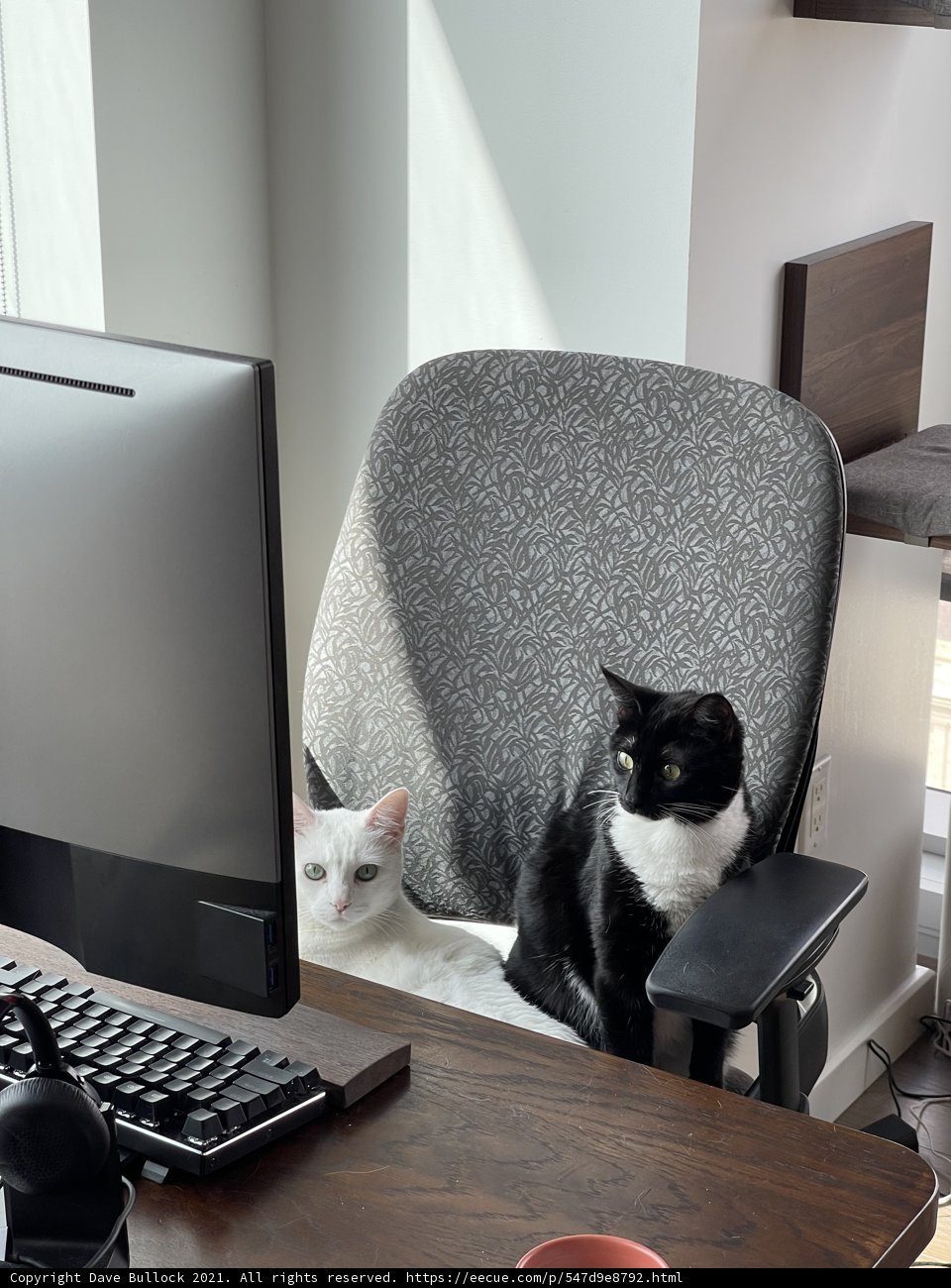 Cat at Work