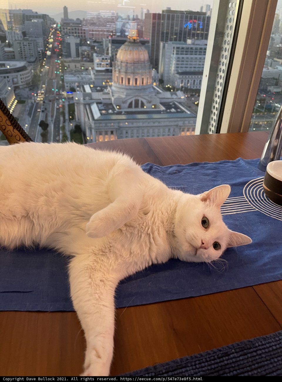 City Cat Nap