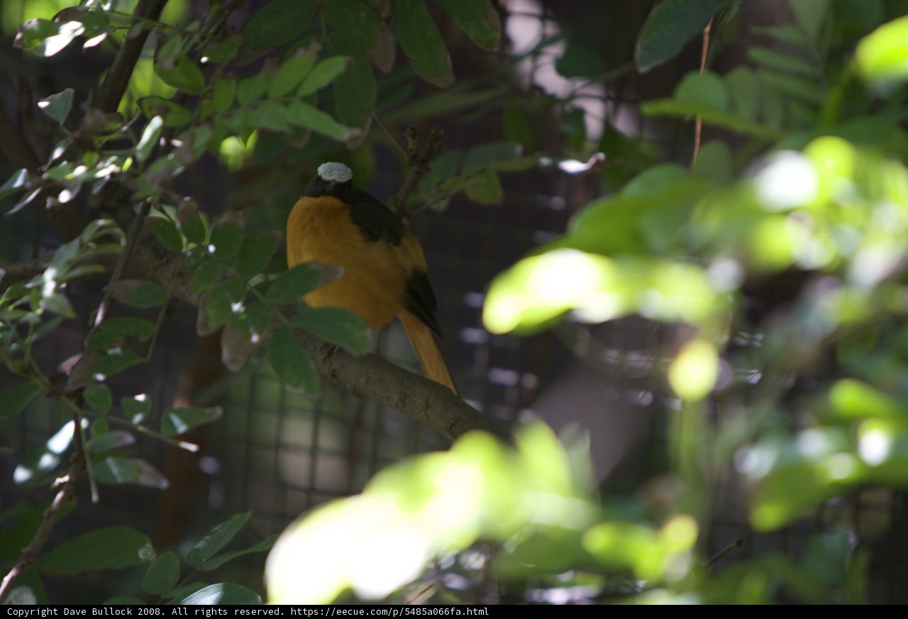 Perched Finch