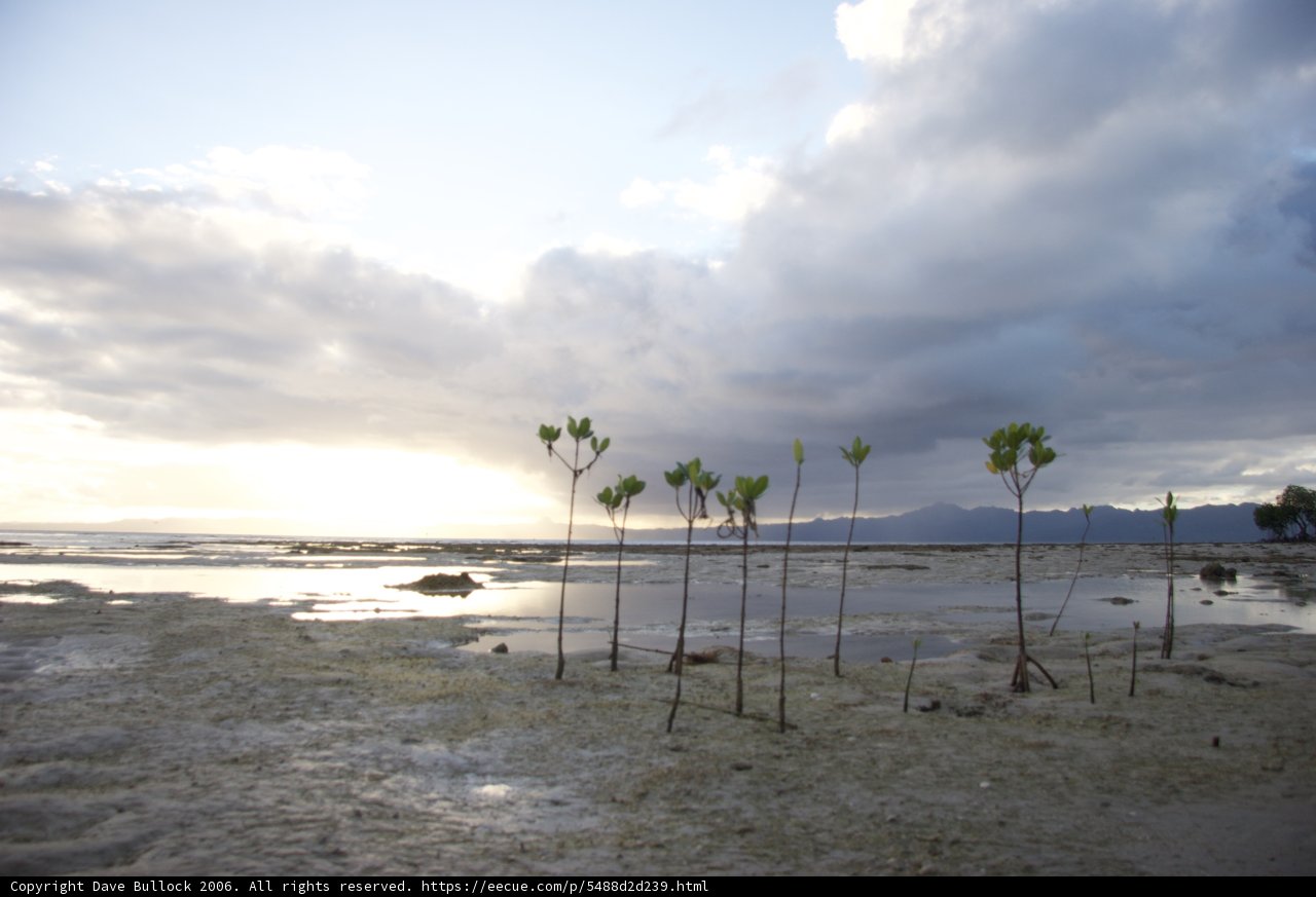 Tropical Trees Standing Firm in Sandy Beach