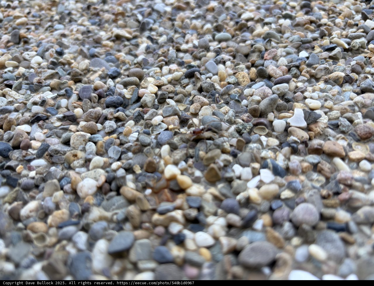 Pebbled Pathway at Apple Park