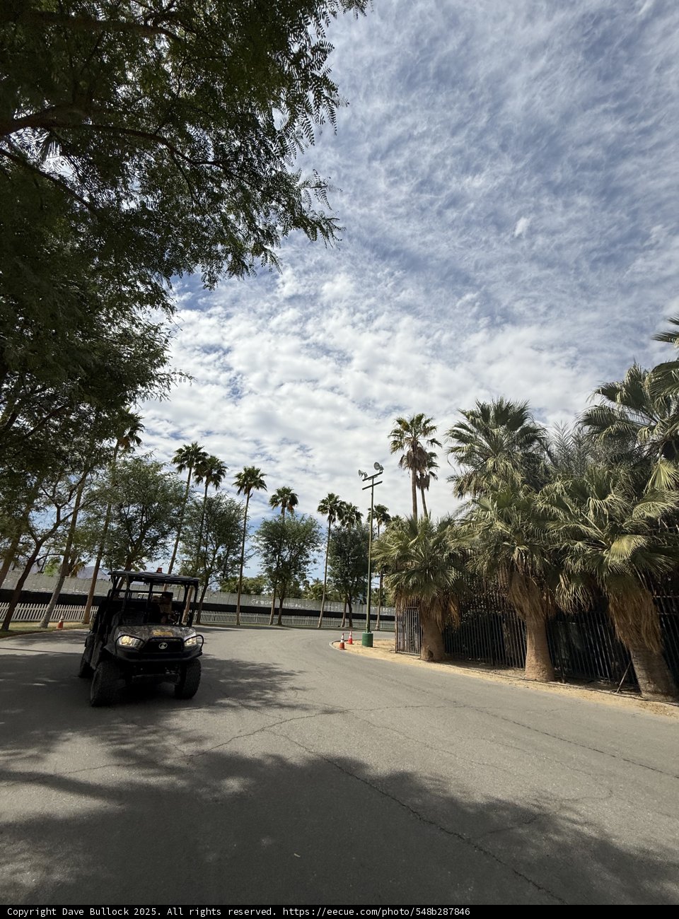 Tranquil Pathway Through Palm Oasis