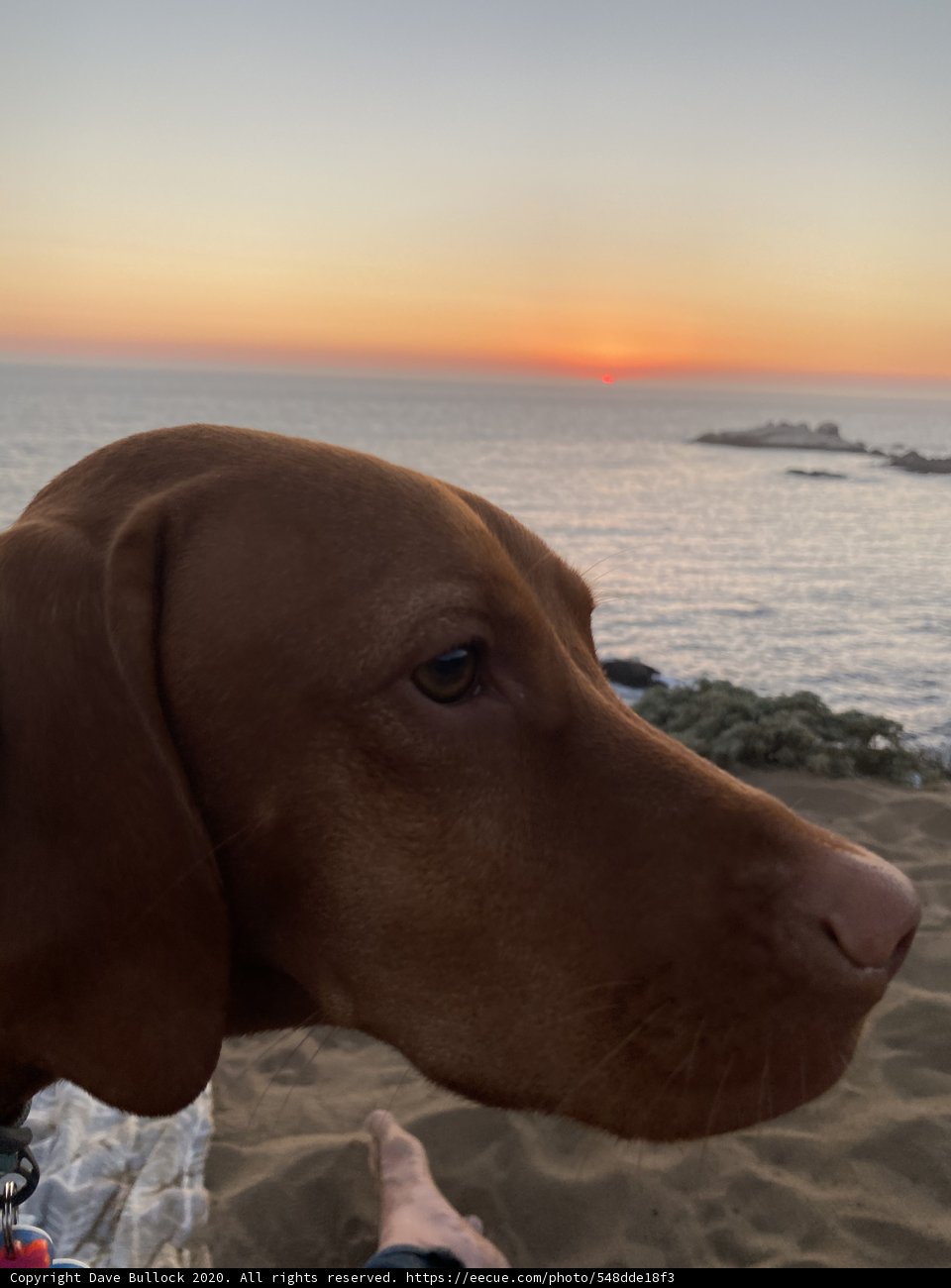 Sunset Stare