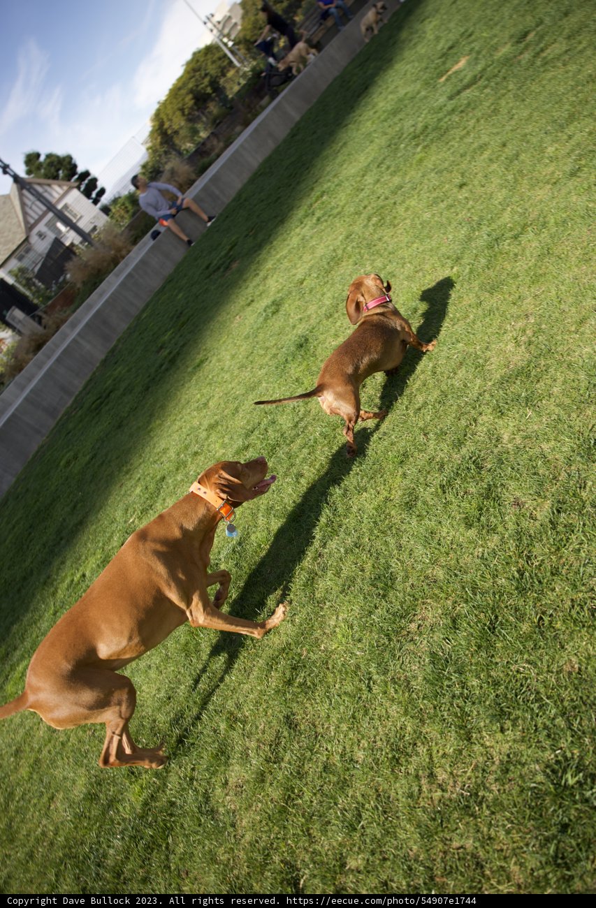 Canine Companionship: A Day at Francisco Park
