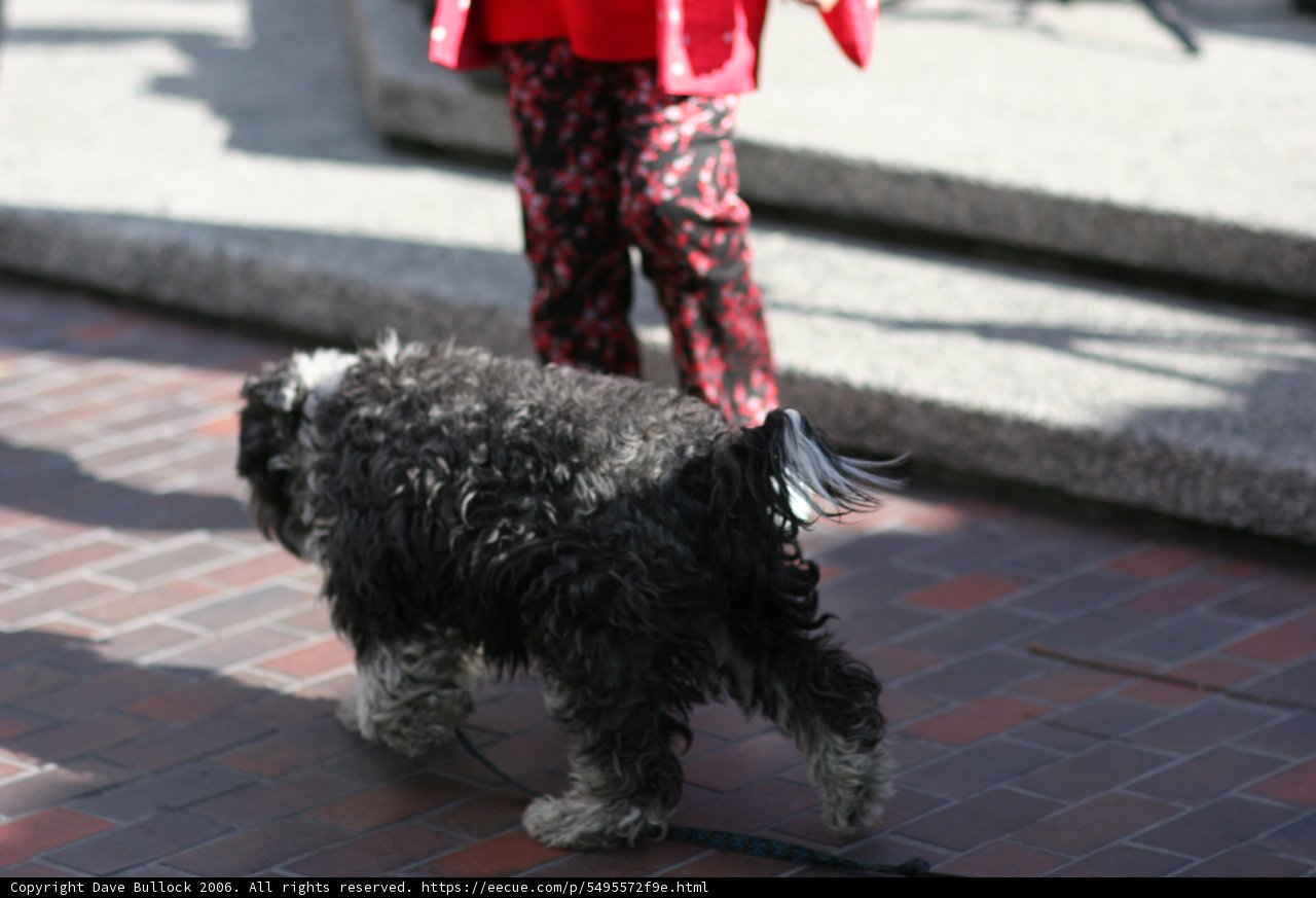 A Stroll with My Poodle