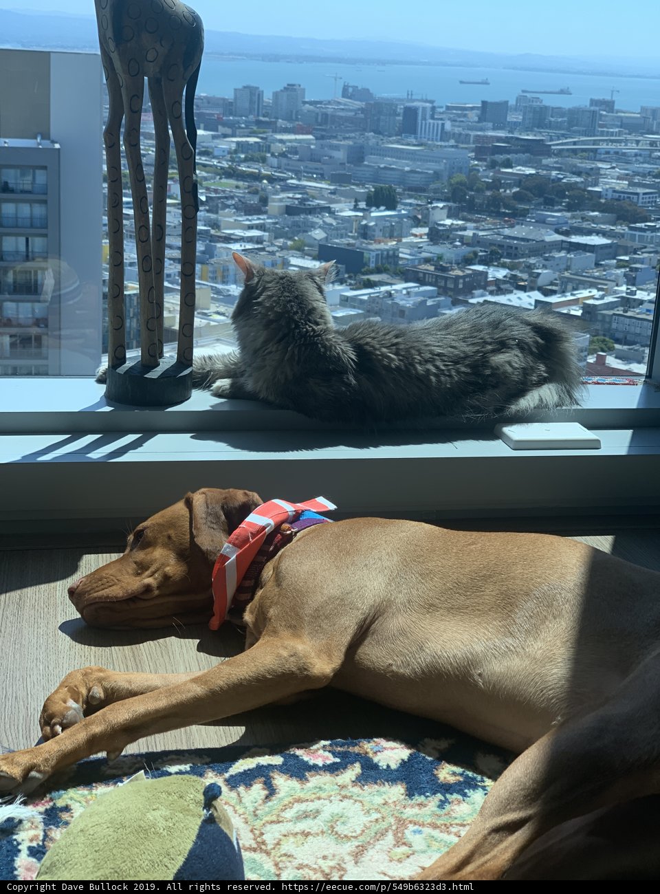 Furry Friends Relaxing in the City