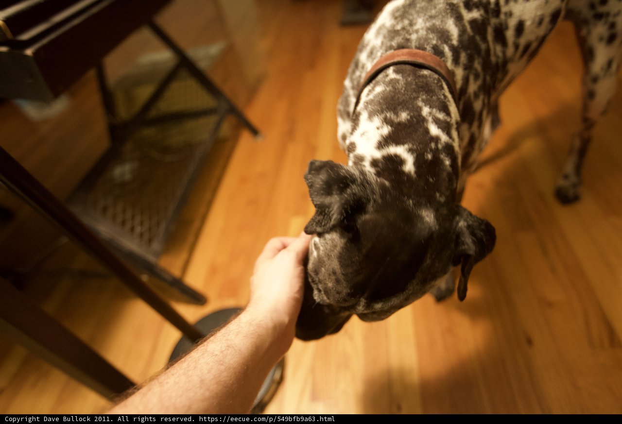 The Hardwood Hound
