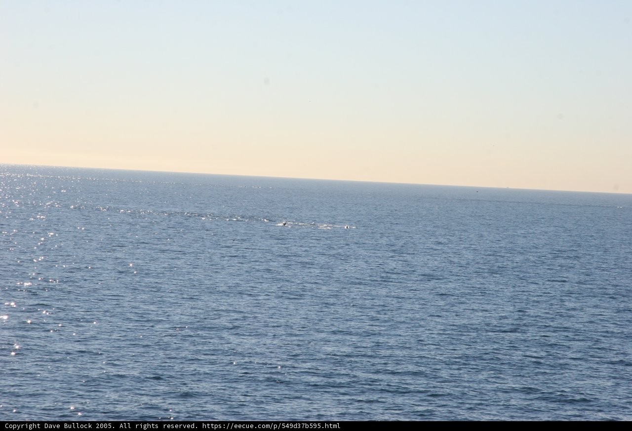 Majestic Whale Near the Shoreline