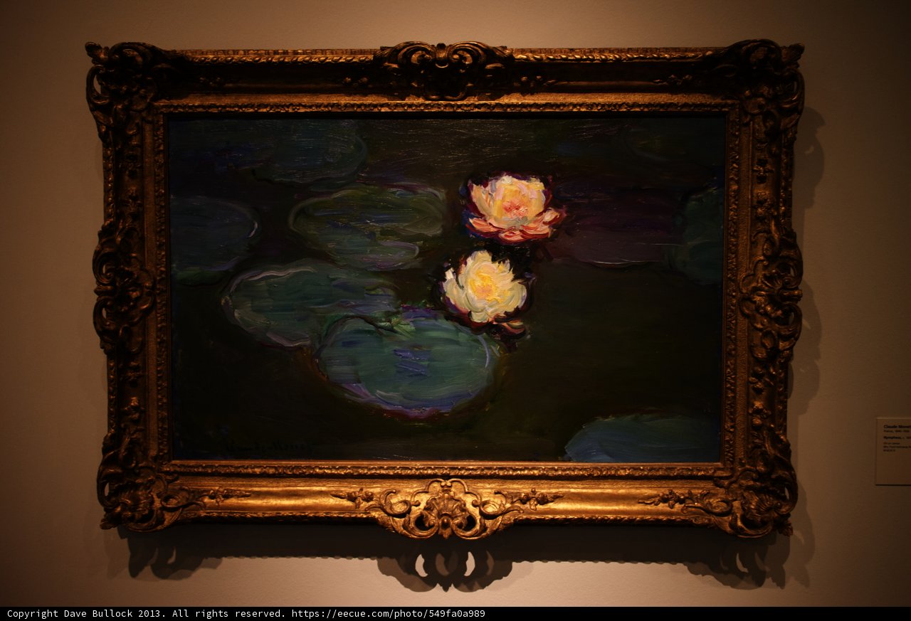 Golden Water Lilies
