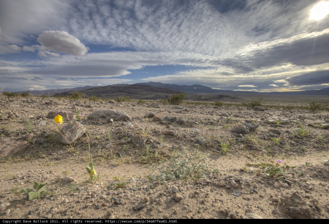 Sunny Blooms in the Desert