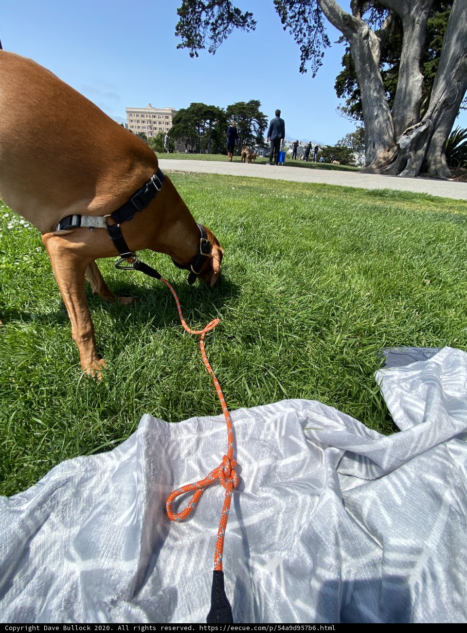 Canine Exploration
