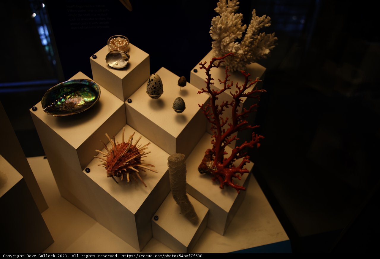 Treasures of the Deep: A Display at the California Academy of Sciences