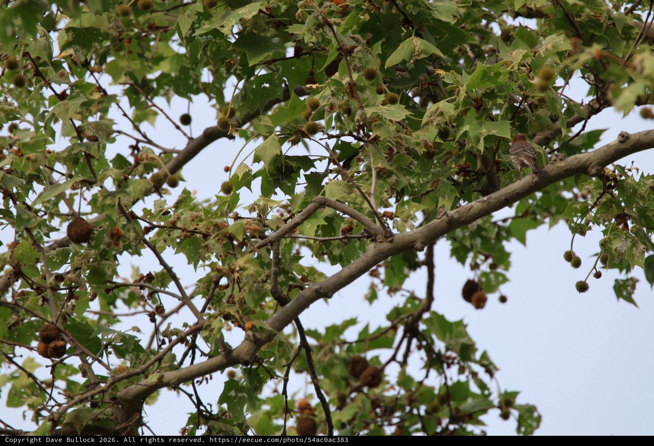 Camouflaged Bird Perched Among Sycamore Branches