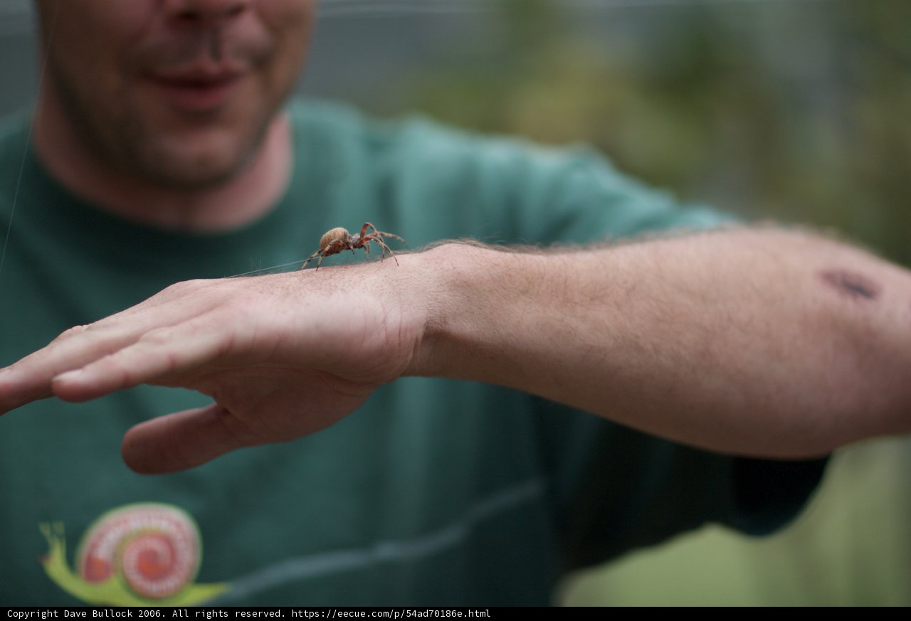 Bug Catcher