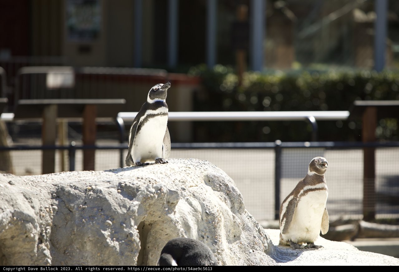 A Charming Trio at SF Zoo