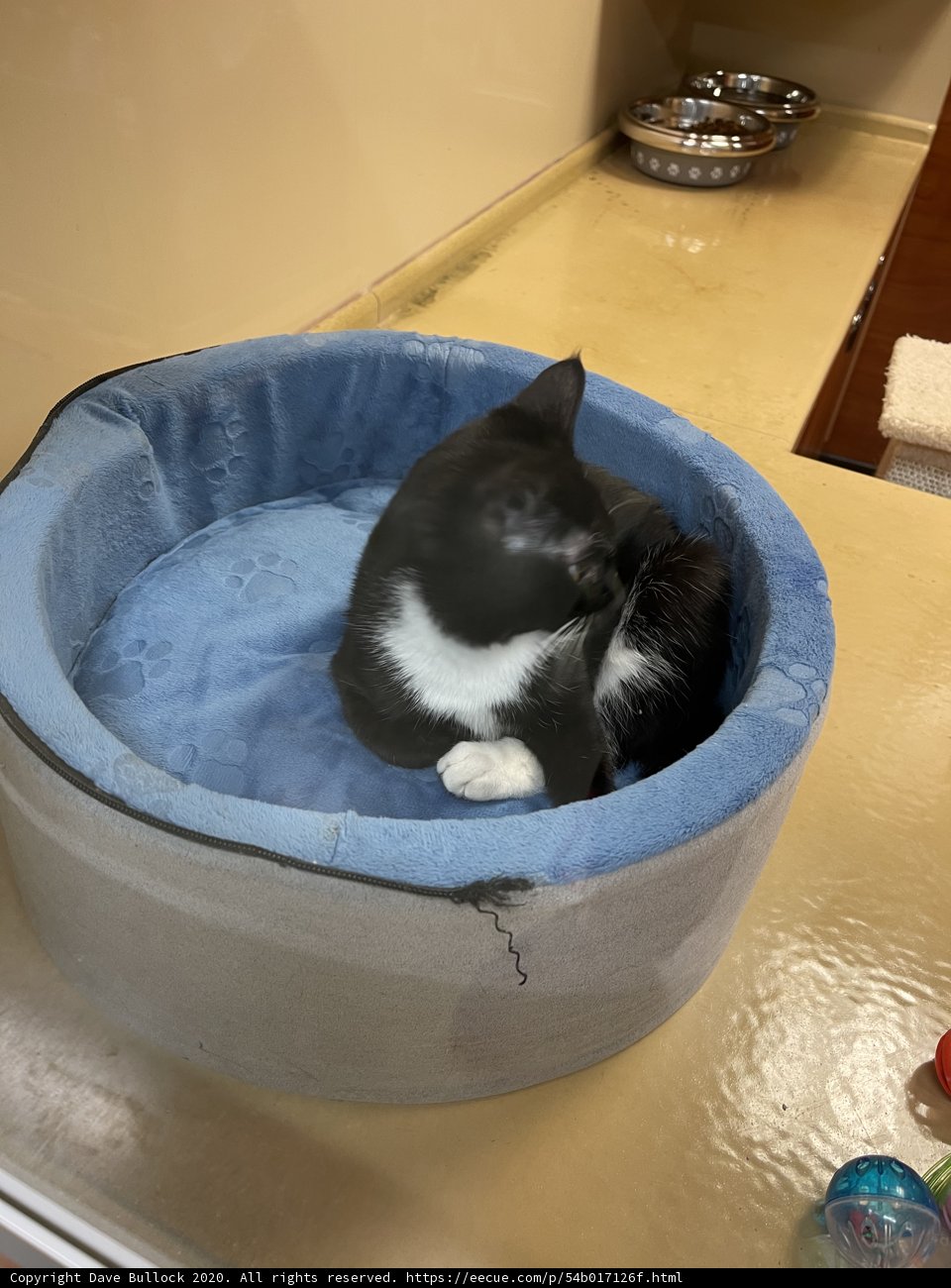 Cozy Cat