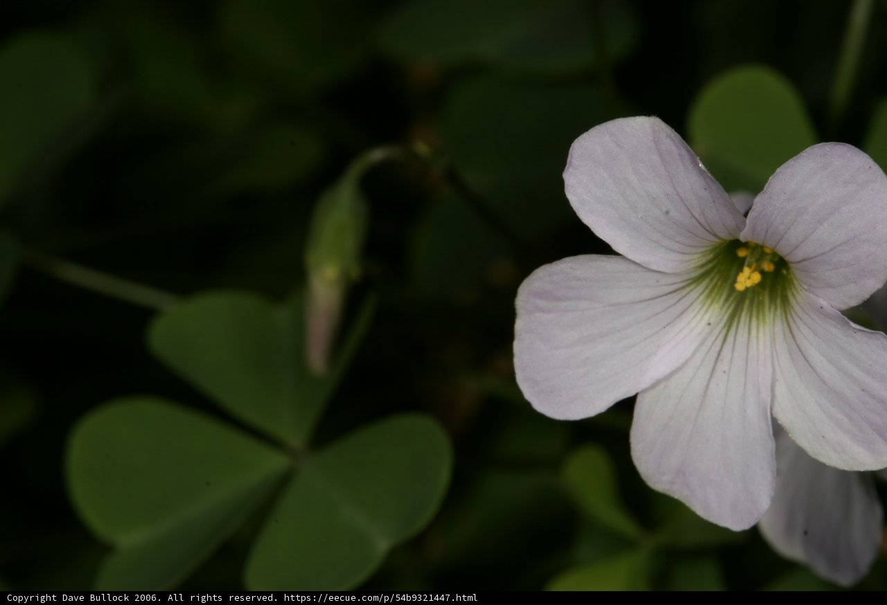 Blooming Beauty