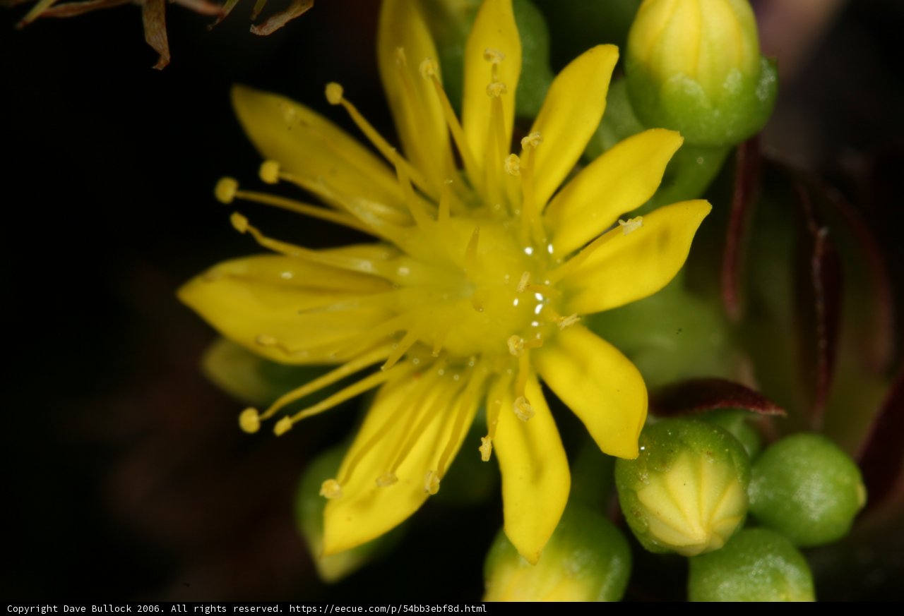 Sunny Bloom