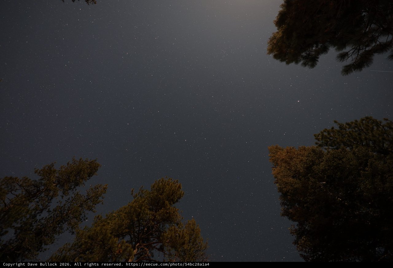 Starry Night Sky Through Pine Canopy at Lassen