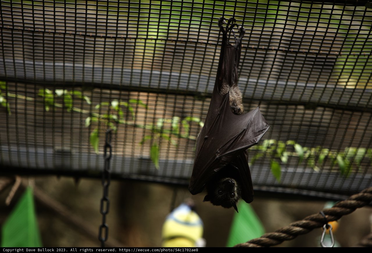 Upside Down Contemplations - Oakland Zoo, 2023