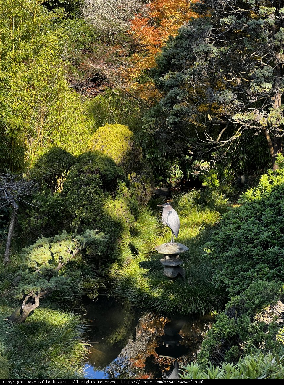 Avian Serenity