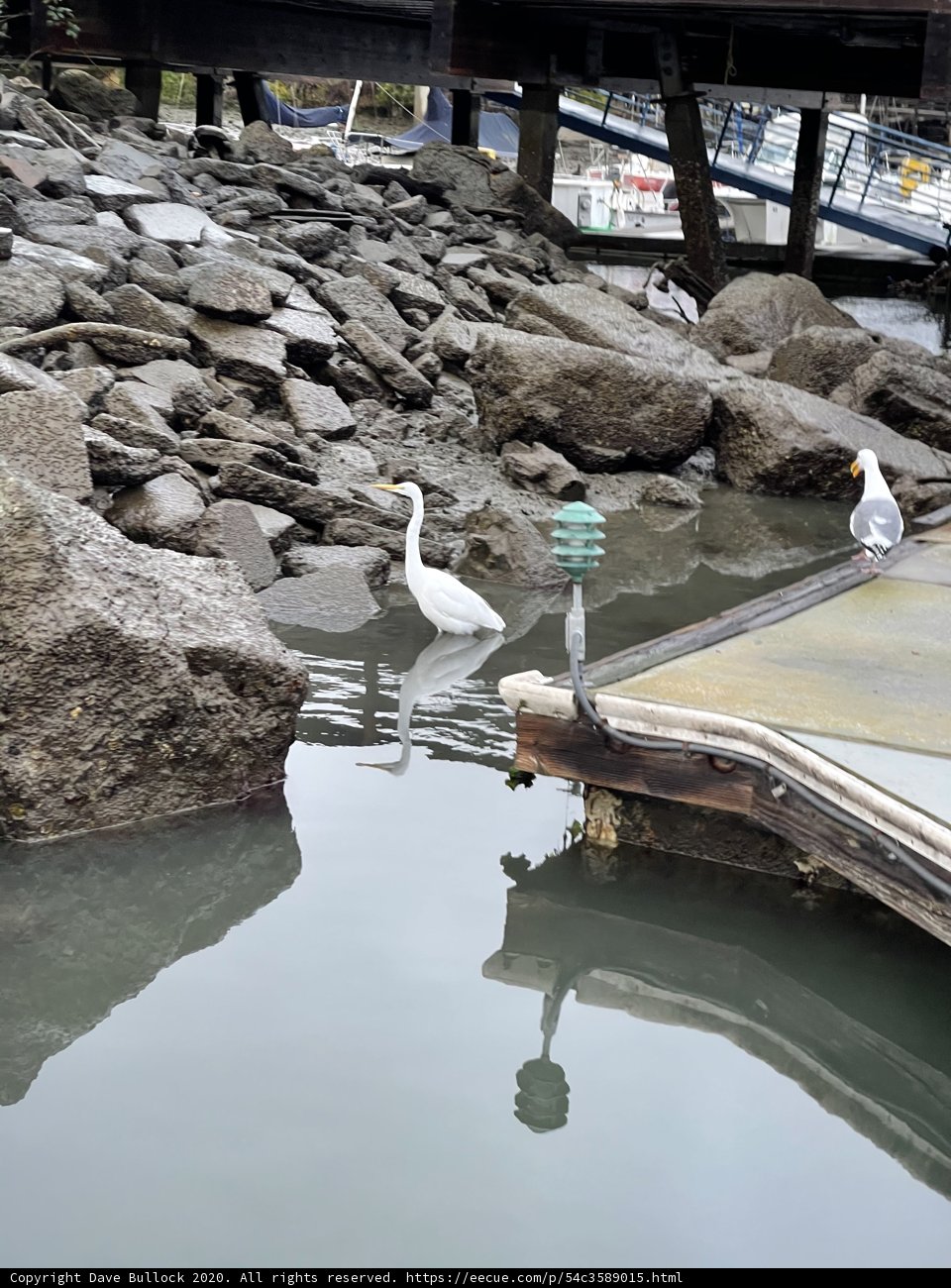 White Gull on Dock by the Rocks