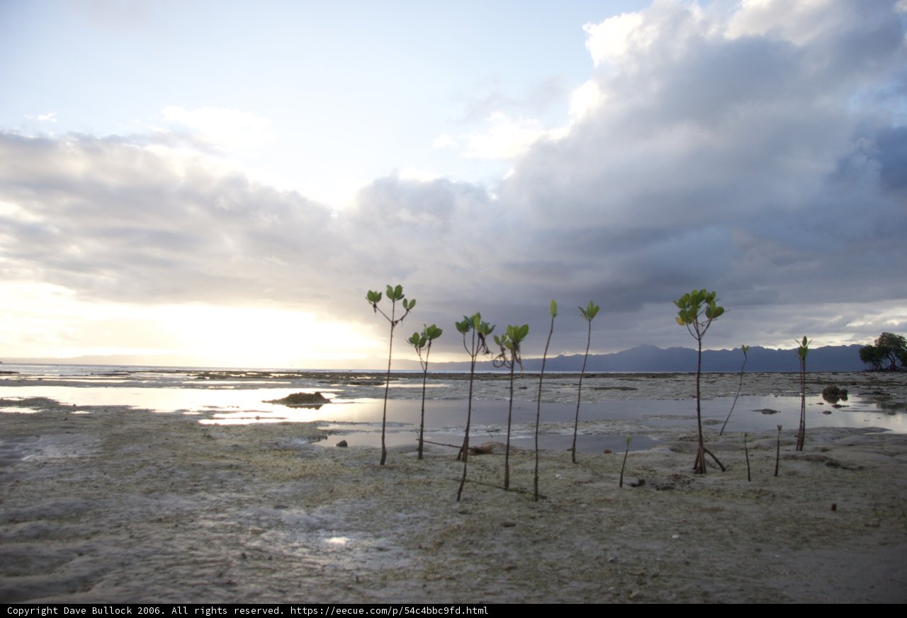 Serene Summer Scene on the Shoreline