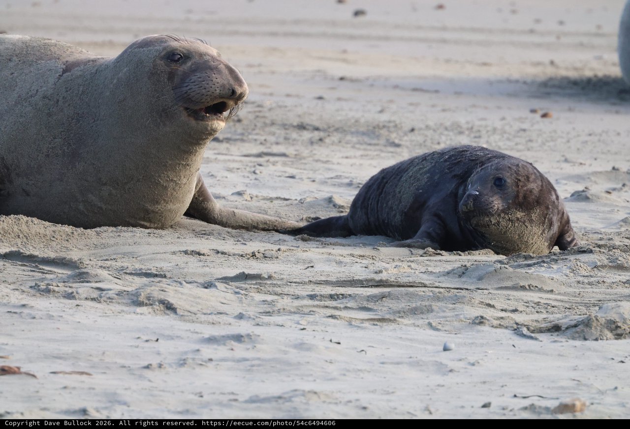 Northern Elephant Seal Mother and Pup at Rest