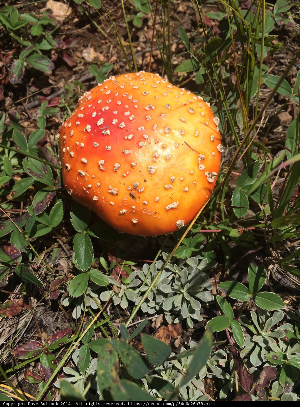 Amanita Mushroom in Santa Fe Plaza