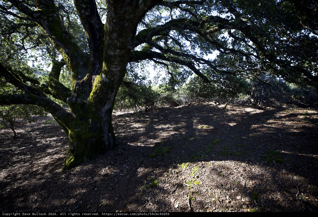 Ancient Moss-Covered Oak Canopy at Mount Diablo