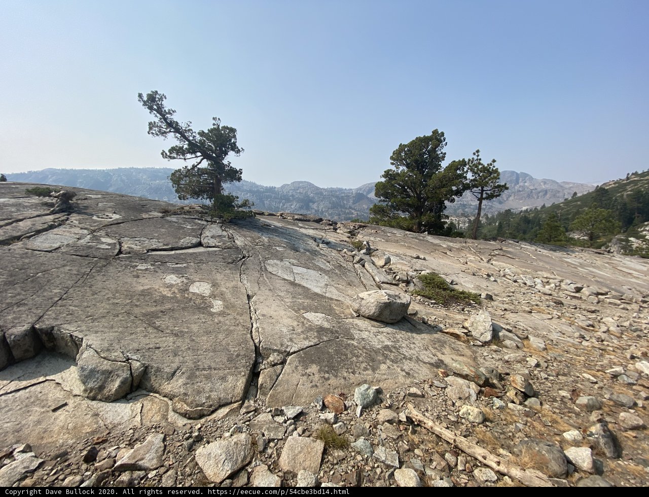 Lone Tree on Rocky Hillside
