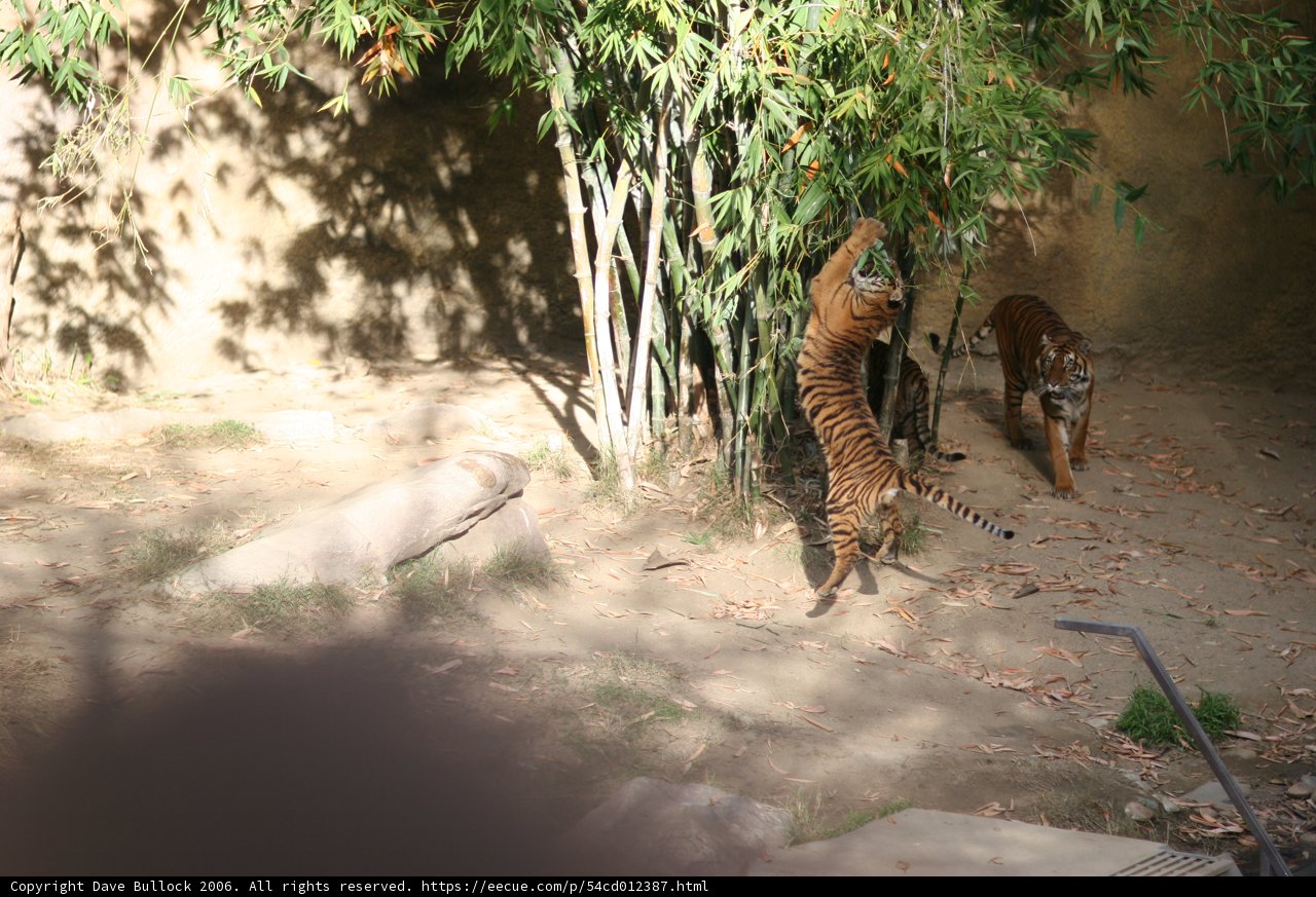 Playful Tigers in the Shade