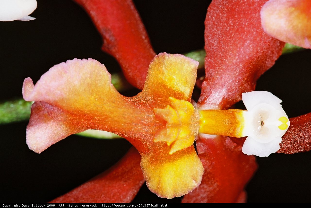 Cheerful Flower with a Yellow Center