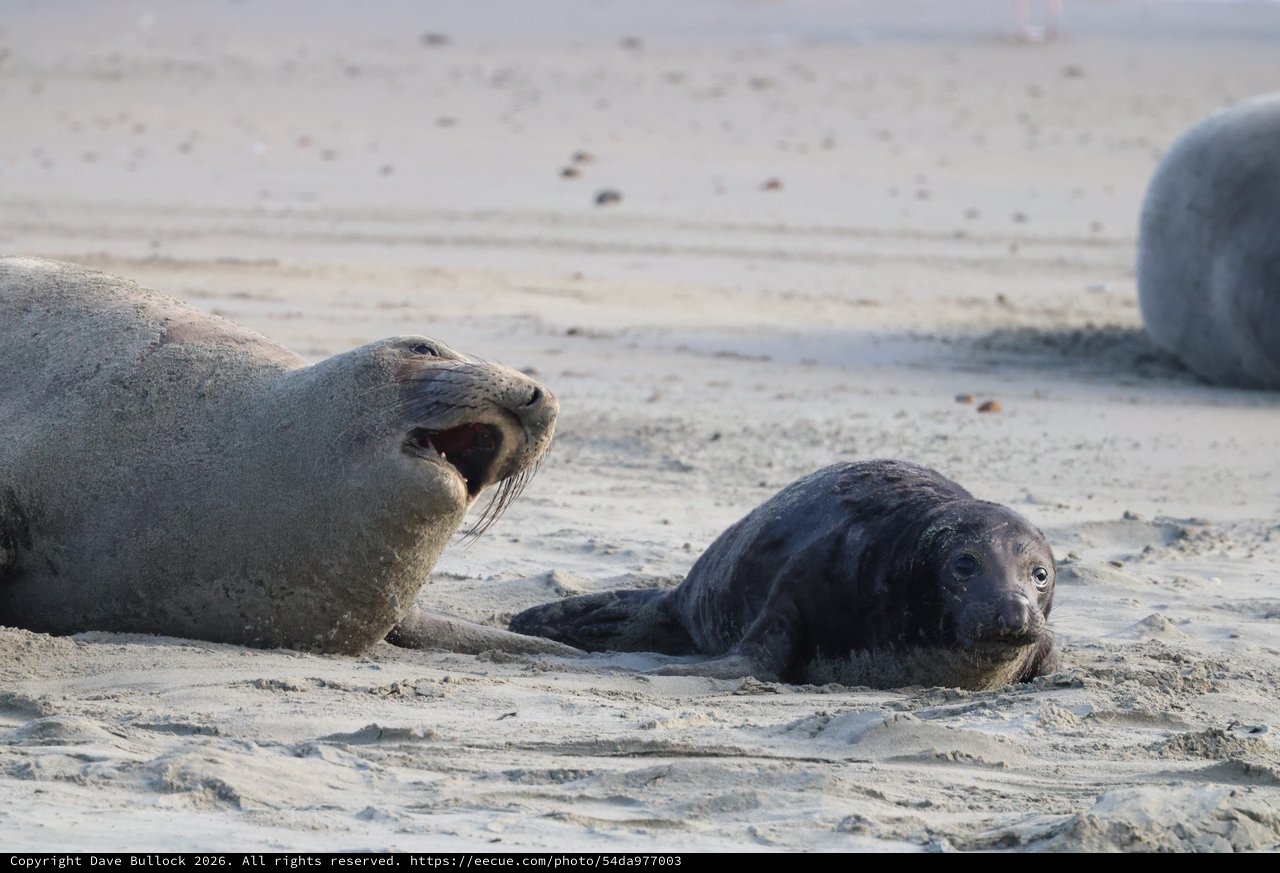 Mother Seal Calls to Her Dark-Furred Pup