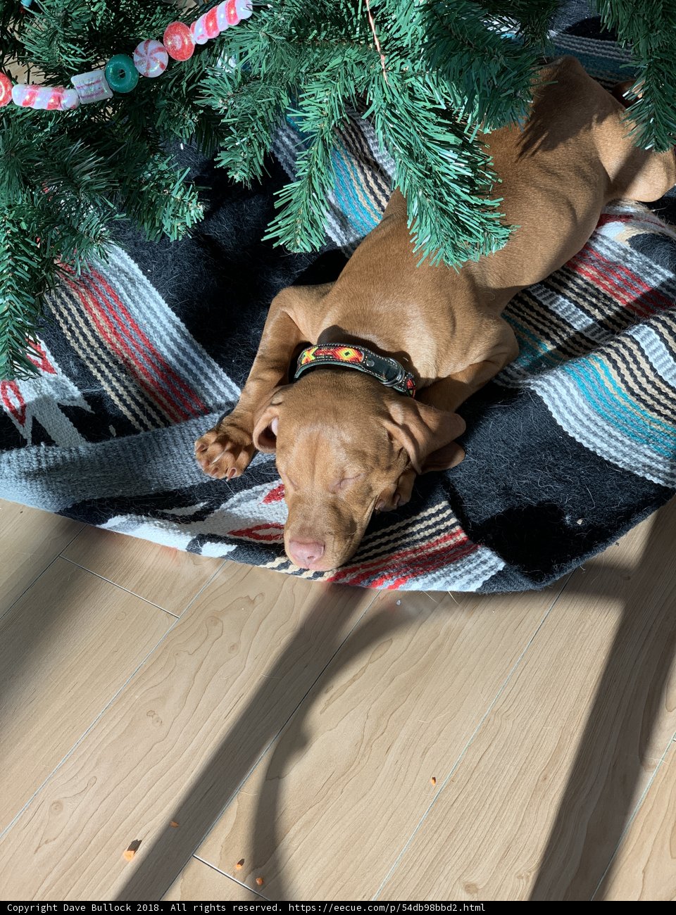 A Cozy Christmas Companion