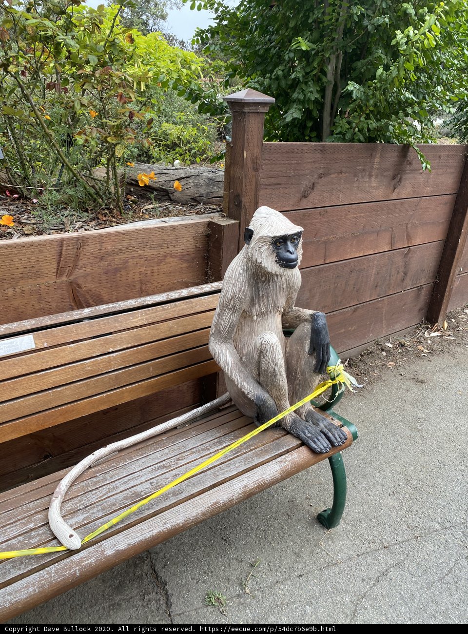 The Leashed Monkey