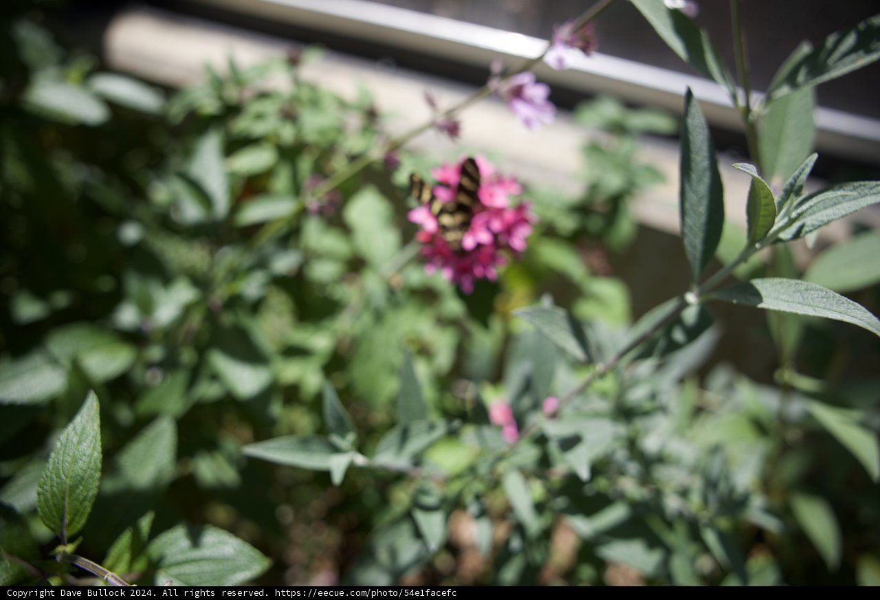 Buzzing Beauty in Bloom