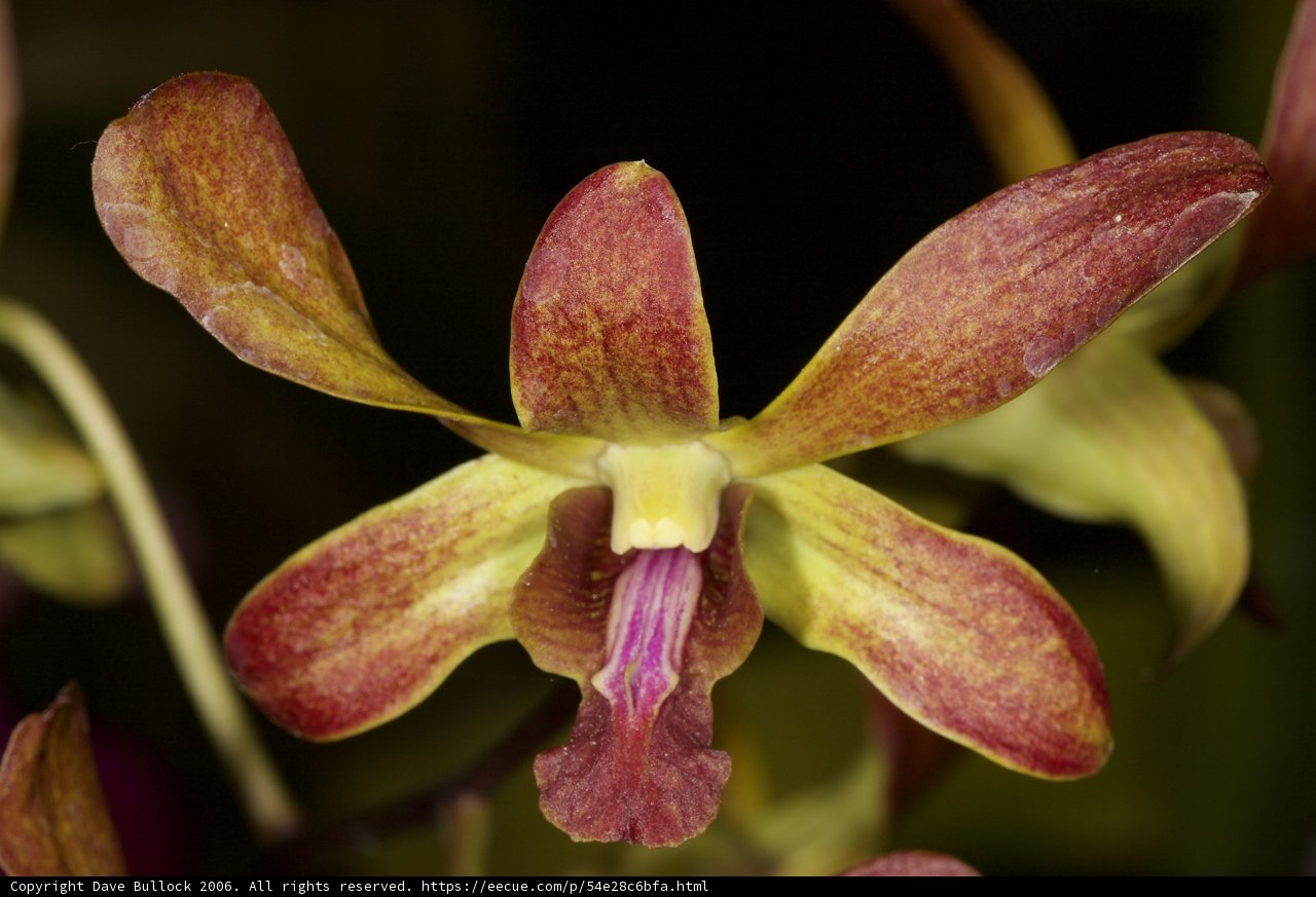 Serene Orchid