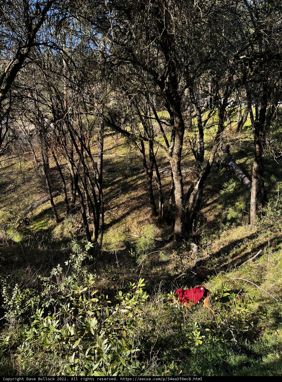 Lonely Hydrant in the Wilderness